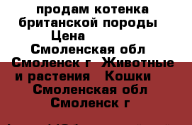 продам котенка британской породы › Цена ­ 3 000 - Смоленская обл., Смоленск г. Животные и растения » Кошки   . Смоленская обл.,Смоленск г.